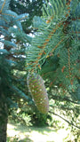 picea koyamae