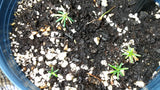 abies balsamea seedlings