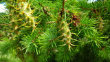 douglas-fir cones