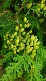 Tree seed - Eastern white cedar