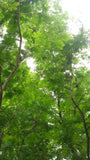 Tree seed - Dawn redwood