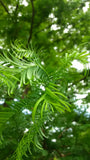Tree seed - Dawn redwood