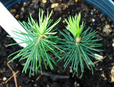 picea koyamae