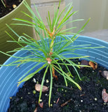 pinus koraensis