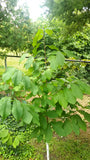 Tree seed - Paw Paw