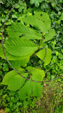 Tree seed - Paw Paw