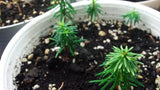 Tree seed - Noble fir