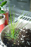 longleaf pine seedling