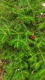 balsam fir abies balsamea
