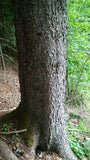 Tree seed - Red spruce