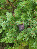 Tree seed - Black spruce