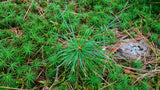 Tree seed - Eastern white pine