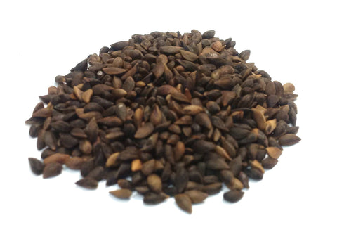 Tree seed - Sitka spruce
