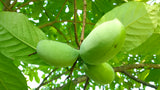 Tree seed - Paw Paw