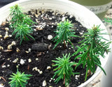 Tree seed - Noble fir