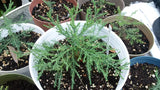 Tree seed - Giant sequoia