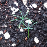 Tree seed - Sitka spruce
