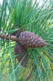 pinus rigida cones