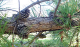 pinus rigida cones