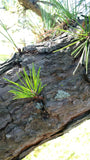 pinus rigida bark needles