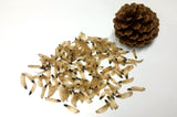 pinus rigida cone