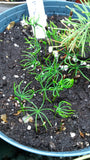 picea koyamae koyama's spruce seedlings