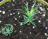 pinus flexilis seedling