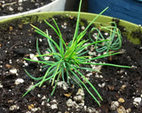 Tree seed - Limber pine