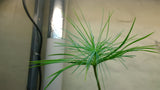 pinus maximartinezii seedling