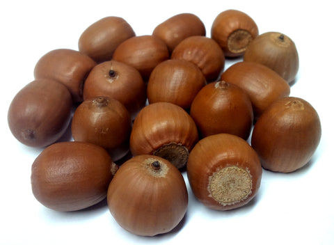 Tree seed - Red Oak