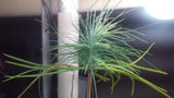 pinus maximartinezii seedling