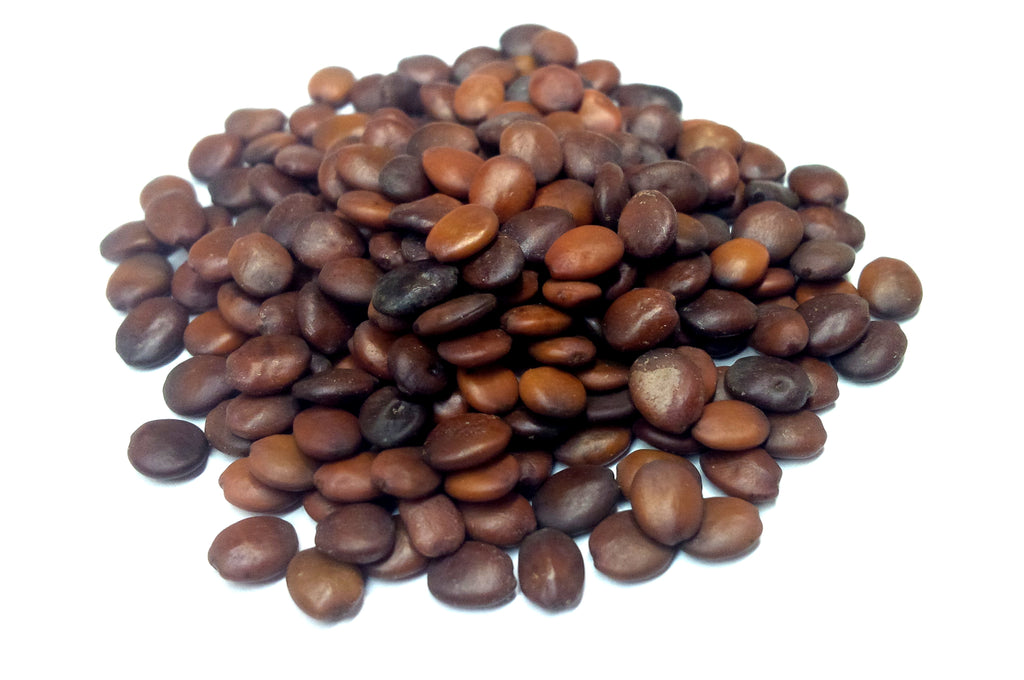 plant redbud seeds Tree seed