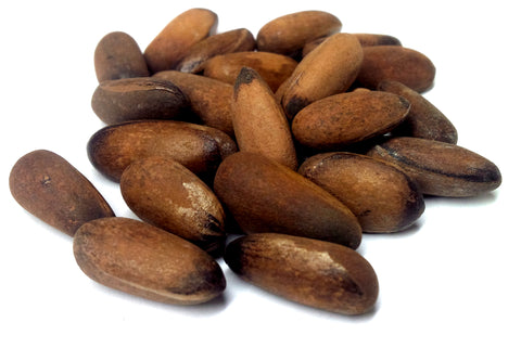 pinus maximartinezii seeds