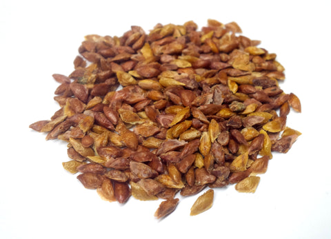 tsuga mertensiana mountain hemlock seeds