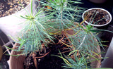 Tree seed - Gray pine