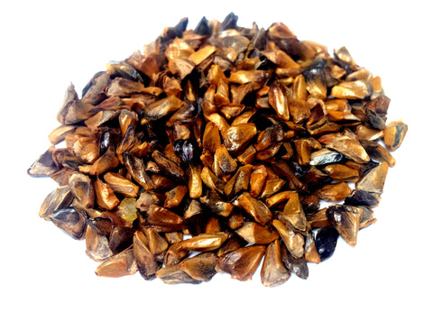 Tree seed - Fraser fir