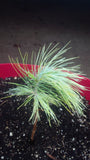 Pinus maximartinezii seedling