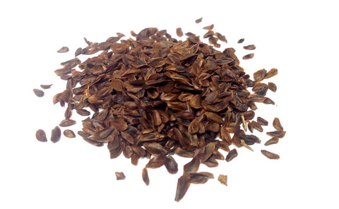 Tree seed - Japanese cedar