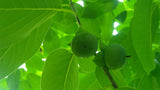Tree seed - American persimmon