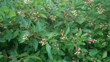 Tree seed - Red Osier Dogwood
