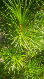 Tree seed - Japanese umbrella pine