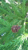 Tree seed - Japanese cedar