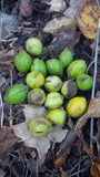 Tree seed - Bitternut Hickory