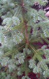 abies lasiocarpa foliage
