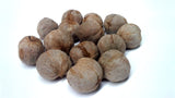 Tree seed - Bitternut Hickory