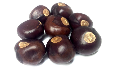 Tree seed - Ohio buckeye