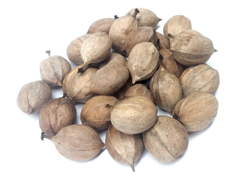 Tree seed - Shagbark hickory