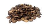 pinus nigra seeds