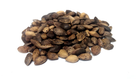pinus nigra seeds