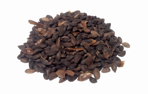 picea engelmanii seeds